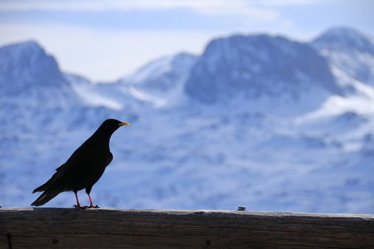Rabe mit traumhaftem Bergpanorama im Hintergrund