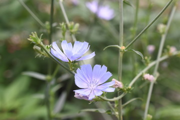 Fototapeta premium Wegwarte Hielpflanze blaue Blüten Cichorium intybus Zichorie Kraut Gewürzkraut Naturpflanze 