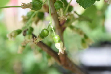 Ribisel Johannisbeeren Blüte Früchte grün Ribes Steinbrechgewächse Gartenpflanzen Meertrübeli Obst gesund