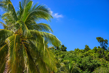 Fototapeta na wymiar Coco palm trees on blue sky background. Tropical island nature view. Green jungle forest optimistic landscape