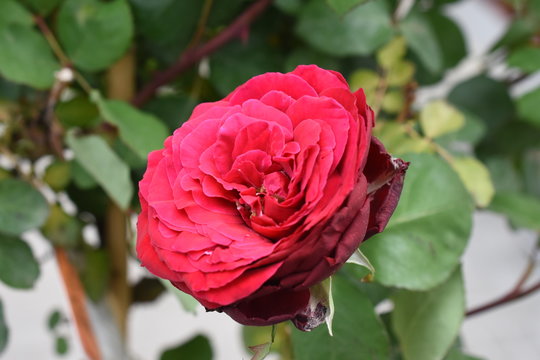 Rose Rosa Edith Piaf Duftrose Gartenrose 