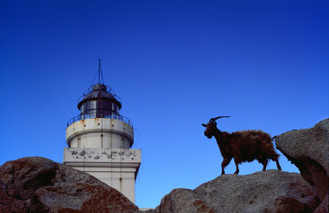 Capra in primo piano sulla roccia su sfondo faro