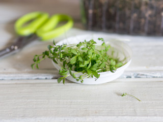 Fresh cutted Cress on wooden white table