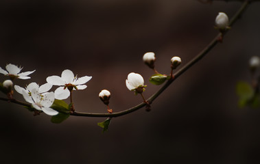 The beginning of flowering cherry tree. Opening wonderful tender first flowers. artistic photo. Selective soft focus.