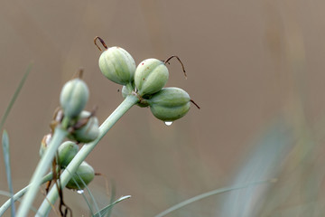 Buds of common water hyacinths