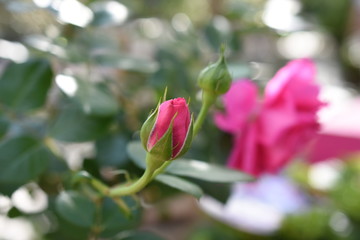 Kletterrose Rosaceae Rosanna Blüte Pink Kletterpflanze
