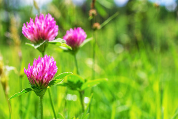 green meadow with flowering clover on spring or summer Sunny morning