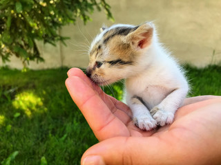 Small newborn kitten with blue eyes in human hands