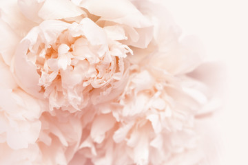 Petals of flowers peony close up. Gentle natural background. Living coral color of  year 2019. Soft selective focus.