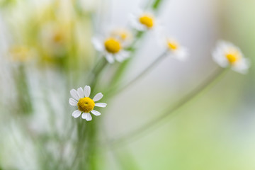 Margeriten auf weißem Hintergrund