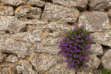 A small clump of beautiful puple flowers at the bottom right hand corner bloom on a crumbling stone wall