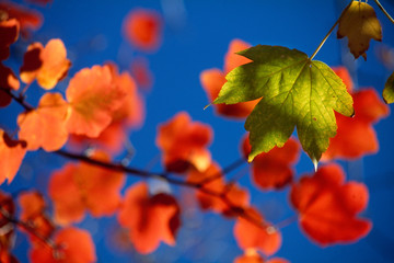 Foglie colorate di fico su sfondo blu