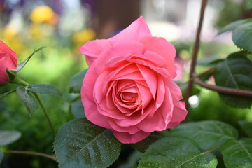 Beetrose Jennifer Blüte Rosa Gartenpflanze winterhart 