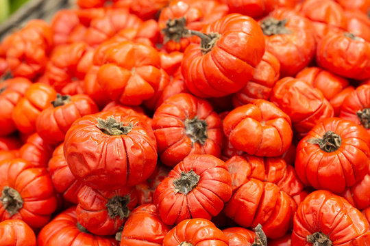 Exotic fruit Solanum aethiopicum Jilо, Mock Tomato, Pumpkin Bush, Pumpkin Tree ,Pumpkin on a stick close up background