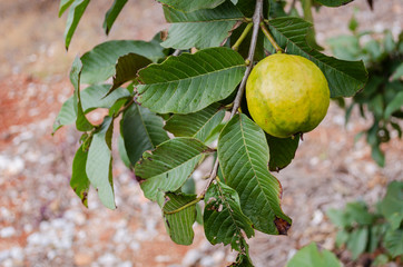 Ripe Guava On Tree