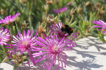 Bumblebee on pink flower