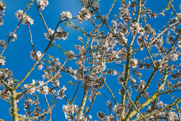 Blooming Almond tree against the blue sky on sunny day