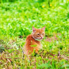 Naklejka na ściany i meble ginger cat in green grass on spring or summer morning