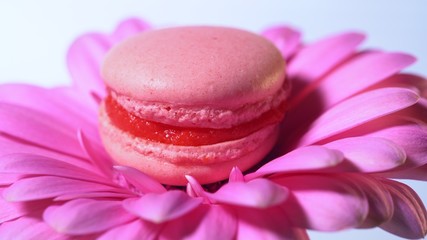 Pink macaroon - delicious and beautiful french dessert on gerbera flower on blue background. Cooking, food, baking, nature concept.