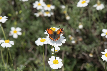 insect,