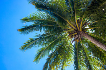 Fototapeta na wymiar Vivid coco palm and blue sky landscape. Palm tree top view. Green palm leaf natural ornament. Exotic place for vacation