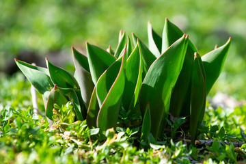 tulip leaves that have risen in the garden in early spring on bright sunny day among the grass