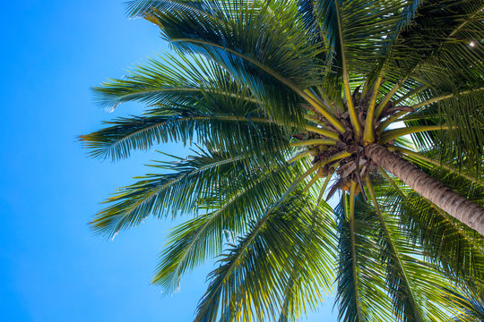 Vivid coco palm and blue sky landscape. Palm tree top view. Green palm leaf natural ornament. Exotic place for vacation