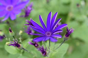 Zinerarie Gartenzinerarie Zimmerzinerarie pericallis hybrida Aschenblume Lila Blau