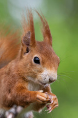 Eichhörnchen