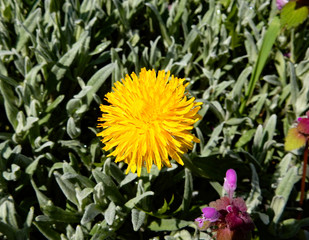 A single flower of yellow dandelion on a background of green grass, lit by the rays of the sun