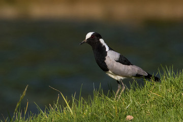 Blacksmith Lapwing (Vanellus armatus) on a lawn North of Paarl in Western Cape, South Africa.