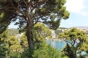 Gnarled branches of trees on the Lapad Peninsula of Croatia