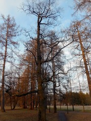  molodaya zelen' na derev'yakh. park s ukrashenymi stvolami derev'yev Возможно, вы имели в виду: молодая зелень на деревьях. парк с красными стволами деревьев 63/5000 young greens on the trees. park w