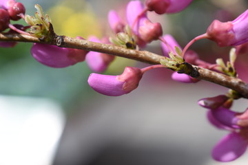 Judasbaum Judaspflanze Cercis siliquastrum Gartenpflanze Strauch Baum Pink Edler Baum pflegeleicht kein schnitt schönstes Gehölz Gartenpfanze