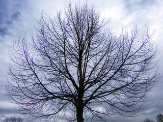 Fototapeta na wymiar Silhouette tree on cloudy sky