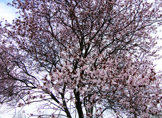 Blossoming trees in spring