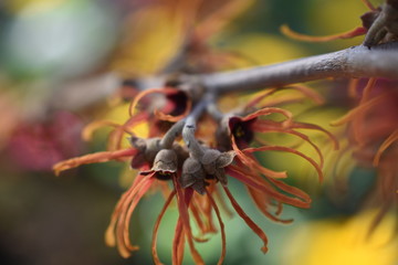 Zaubernus Hamamelis Haselnussähnliche Blätter orange gelb Blüte Winterblüher Frühlingsbote 