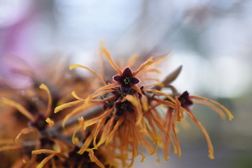 Zaubernus Hamamelis Haselnussähnliche Blätter orange gelb Blüte Winterblüher Frühlingsbote 