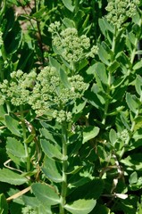 Hylotelephium spectabile