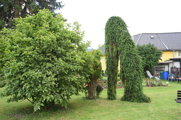 Hängefichte Sondersorte Nadelbaum Gartengestaltung Hängend Nadeln winterhart