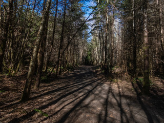 Obraz premium shadows on dirt path leading to arch of trees 