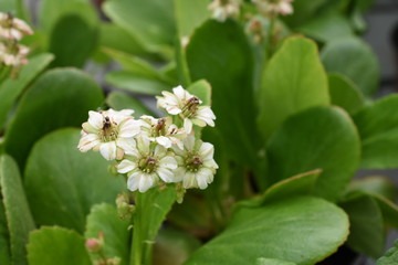 Bergenia Bergenie Schattenpflanze Frühjahrsblüher Gartenpflanze Staude winterhart Blüte weiß