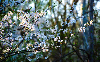 spring landscape in a public park