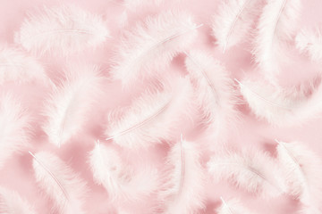 White feathers on pastel pink background. Flat lay, top view, copy space