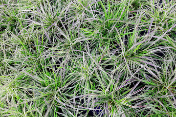 exotic green grass texture