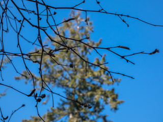 winter branches stretch over blue sky and green pine