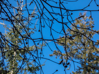 tangle of winter branches over blue sky and distant forest