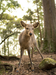 deer in the forest