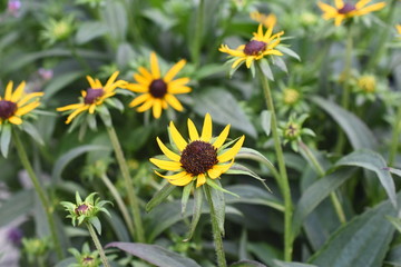 Sonnenhut Echinacea Gartenpflanze Staude winterhart Blüte gelb 