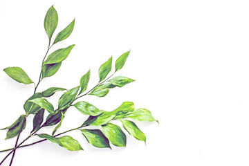 Branches of flowers with green leaves on a white background, isolate